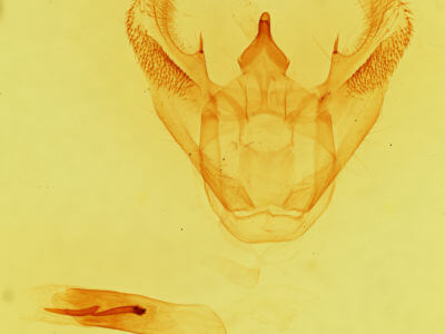 genitalia view of adult Euchlaena obtusaria
