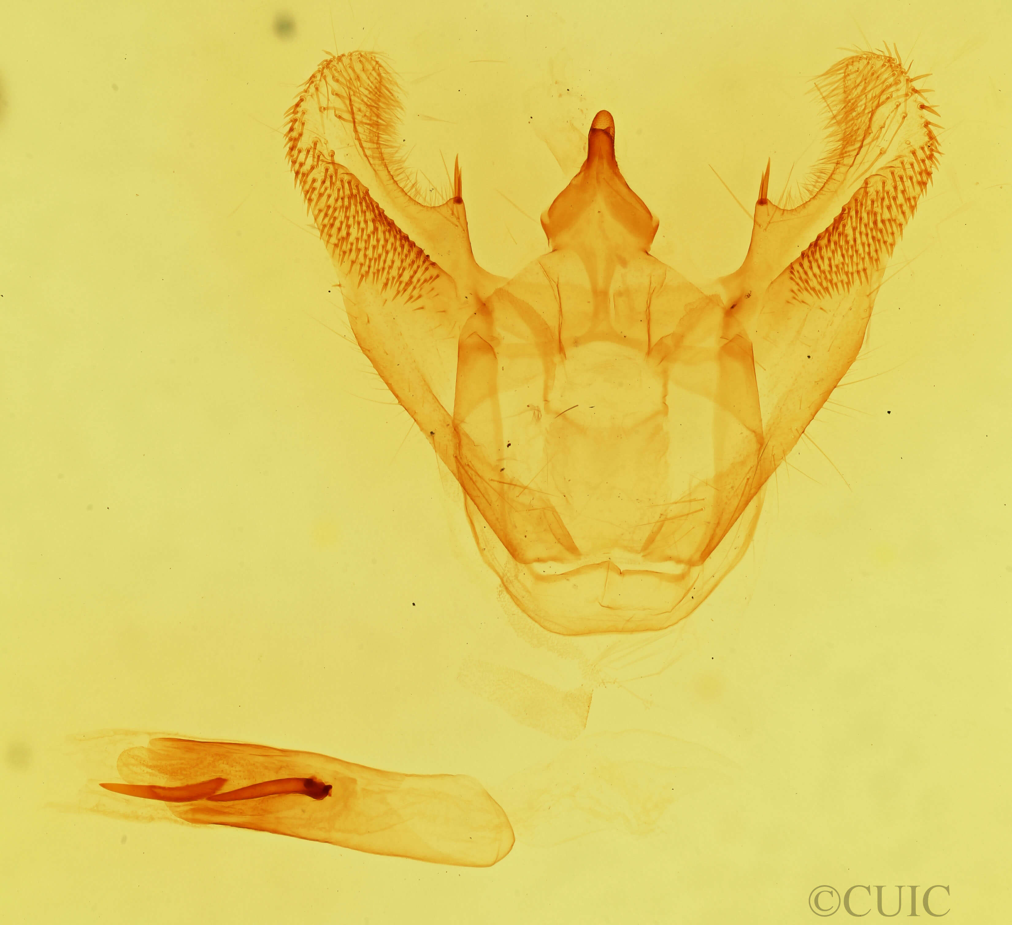 genitalia view of adult Euchlaena obtusaria