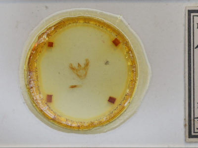 slide view of adult Euchlaena obtusaria