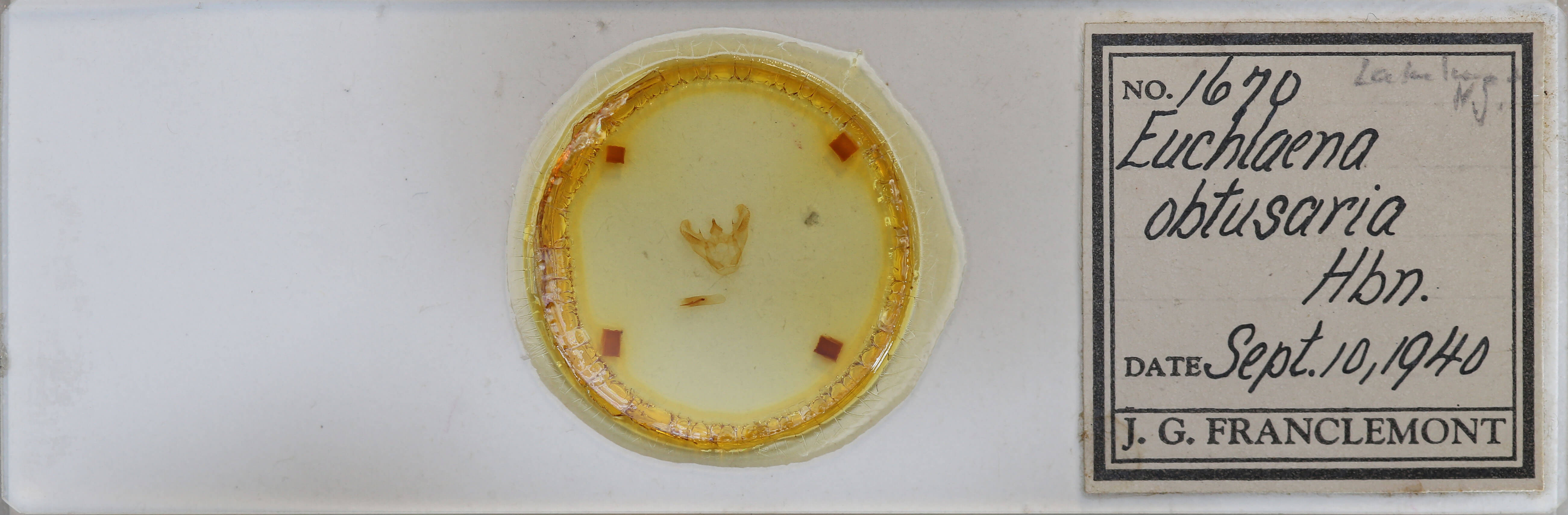 slide view of adult Euchlaena obtusaria