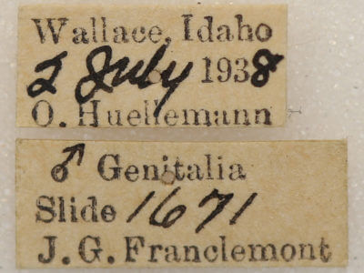 label view of adult Euchlaena tigrinaria