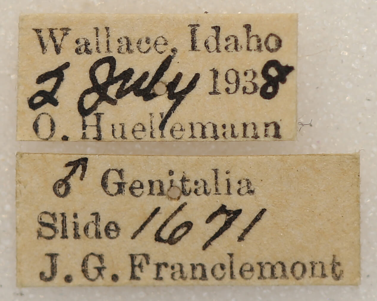 label view of adult Euchlaena tigrinaria
