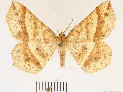 dorsal view of adult Euchlaena tigrinaria