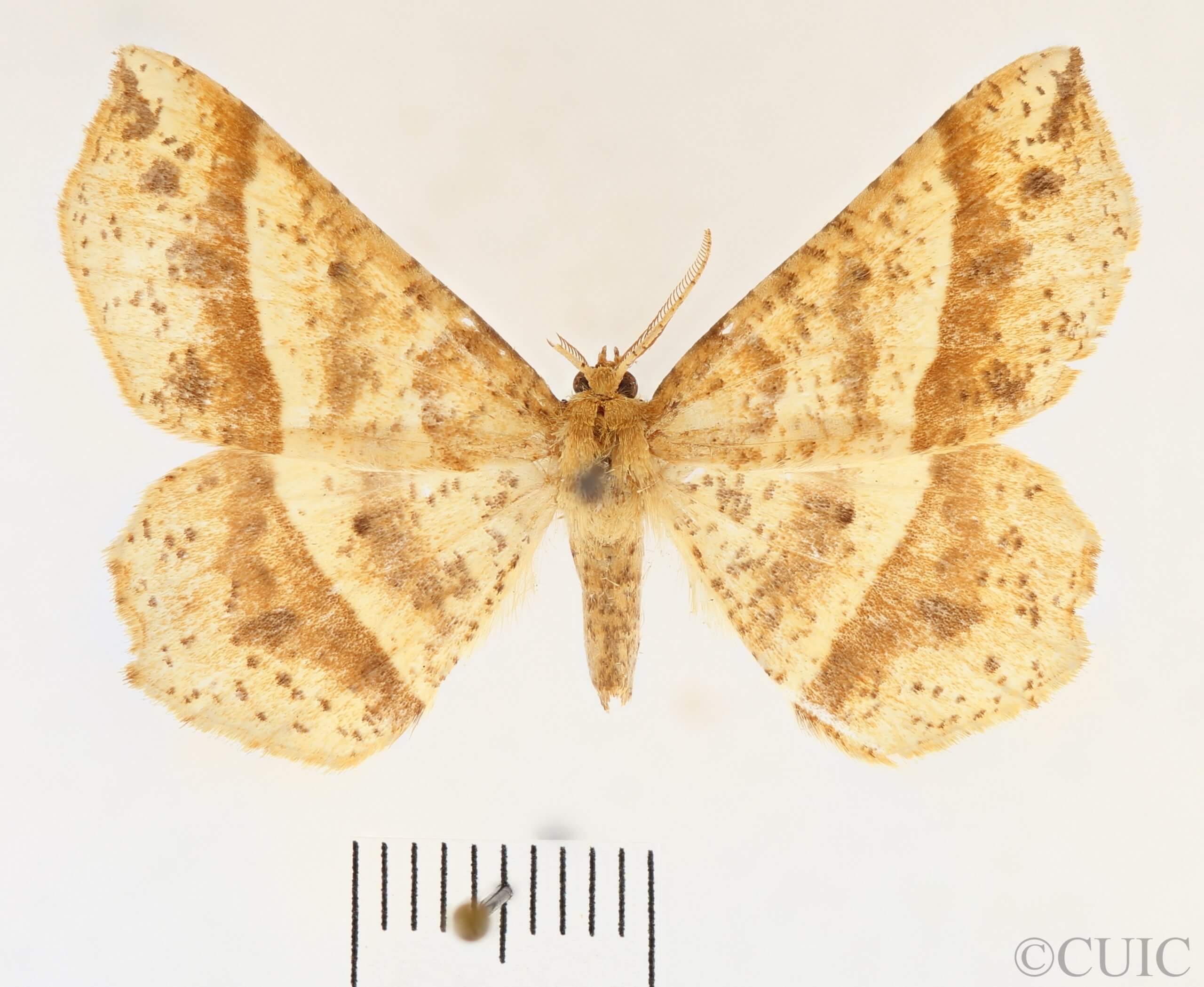 dorsal view of adult Euchlaena tigrinaria