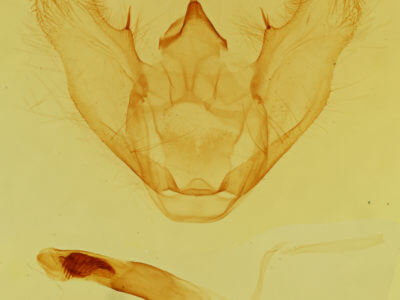 genitalia view of adult Euchlaena tigrinaria