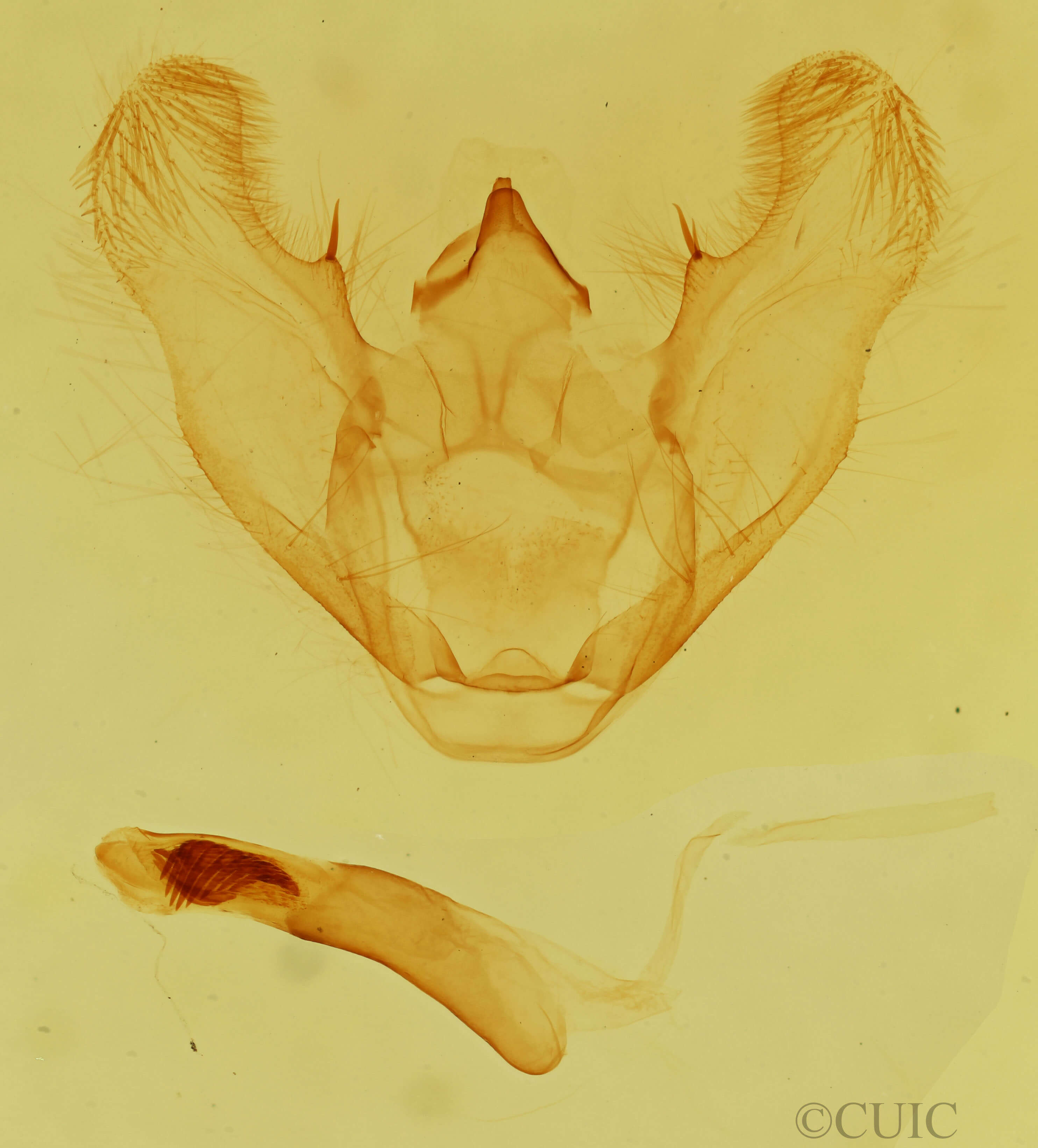 genitalia view of adult Euchlaena tigrinaria