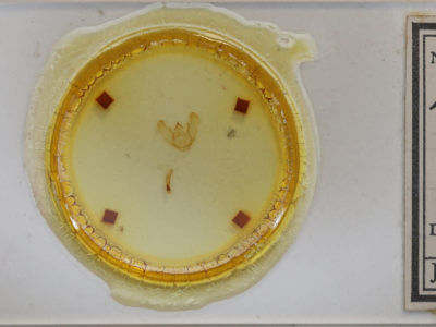 slide view of adult Euchlaena tigrinaria