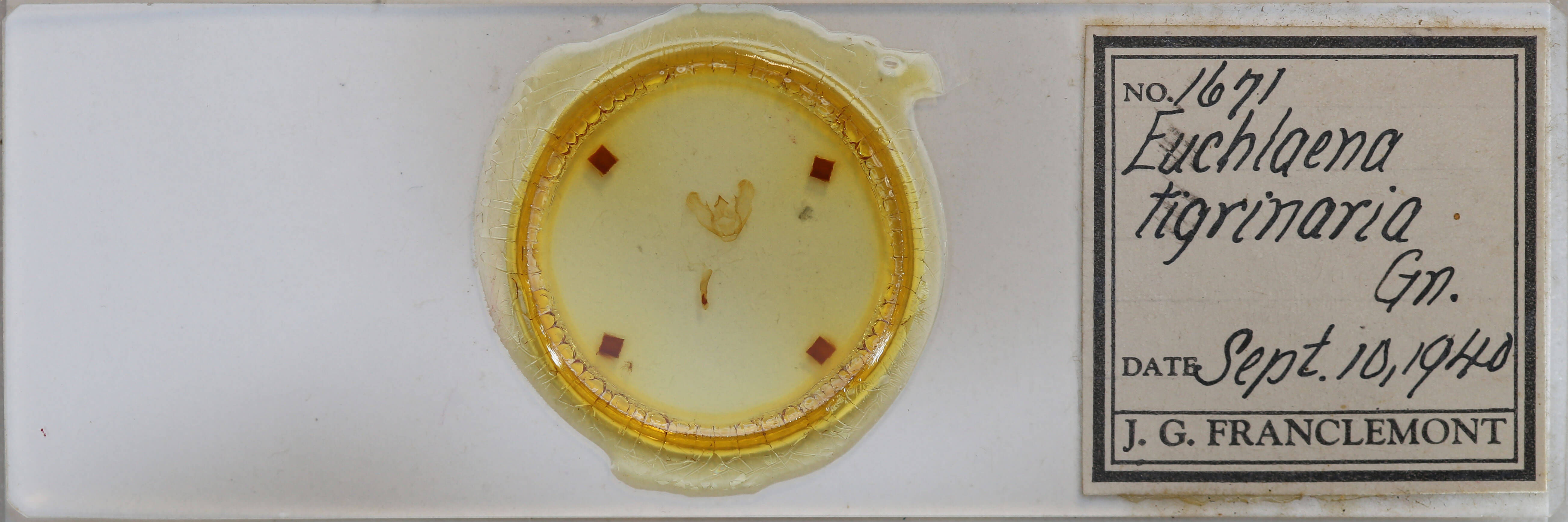 slide view of adult Euchlaena tigrinaria