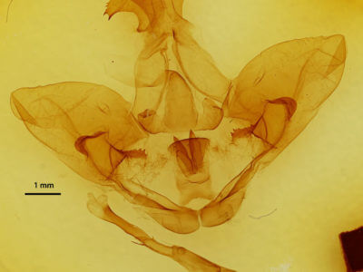 genitalia view of adult Lirimiris meridionalis
