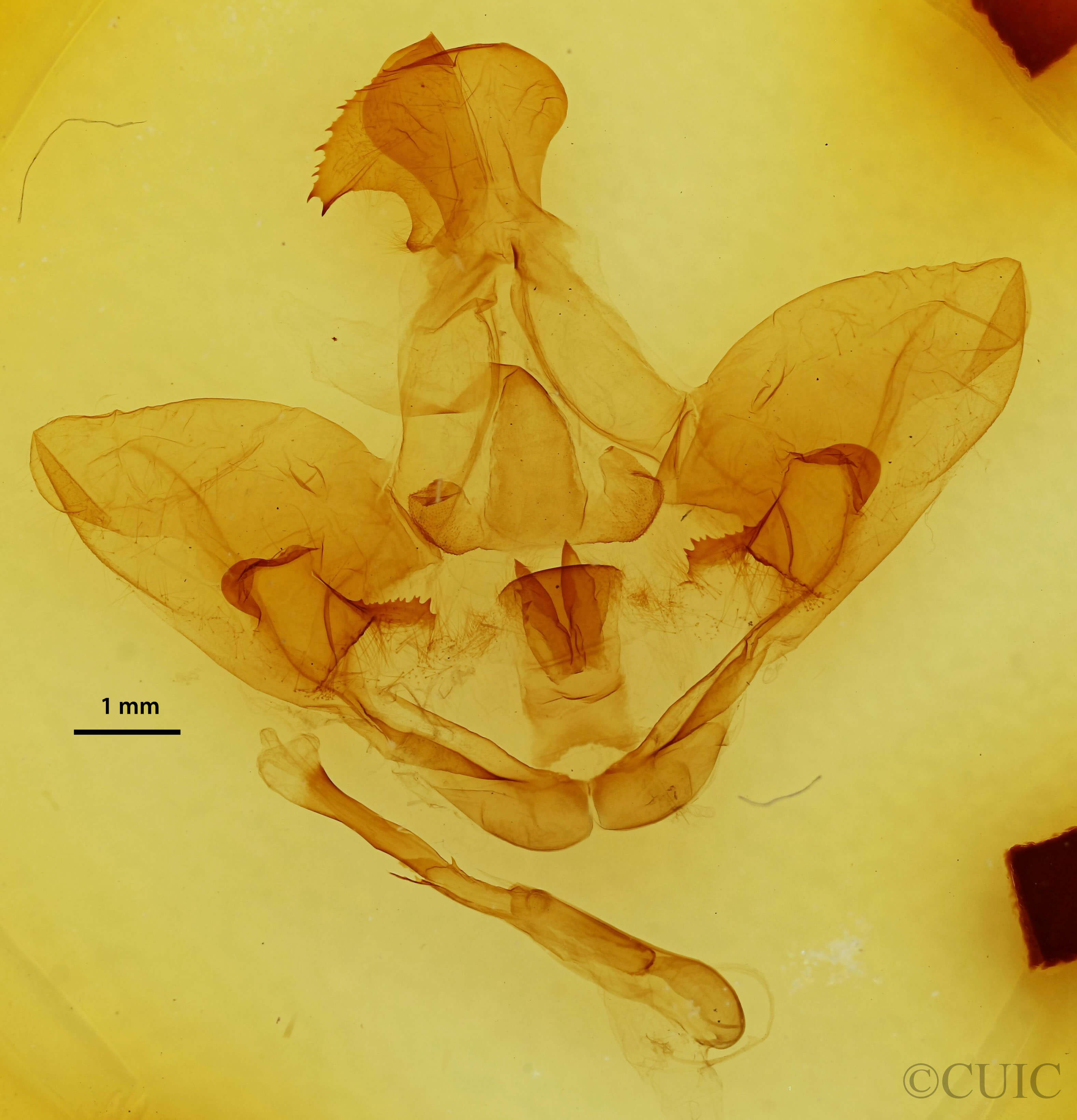 genitalia view of adult Lirimiris meridionalis