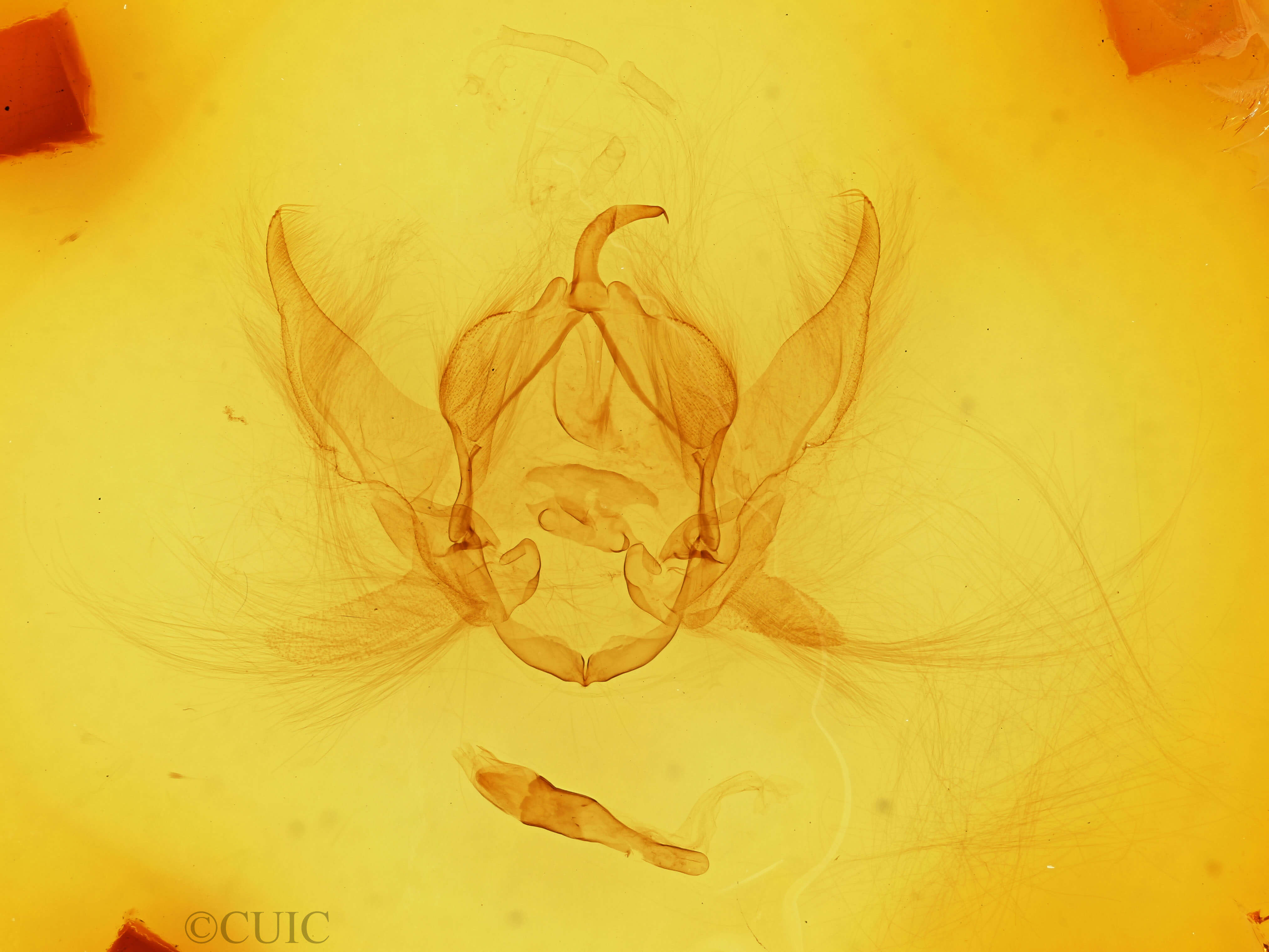 genitalia view of adult Eumichtis adducta