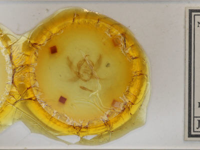 slide view of adult Eumichtis adducta