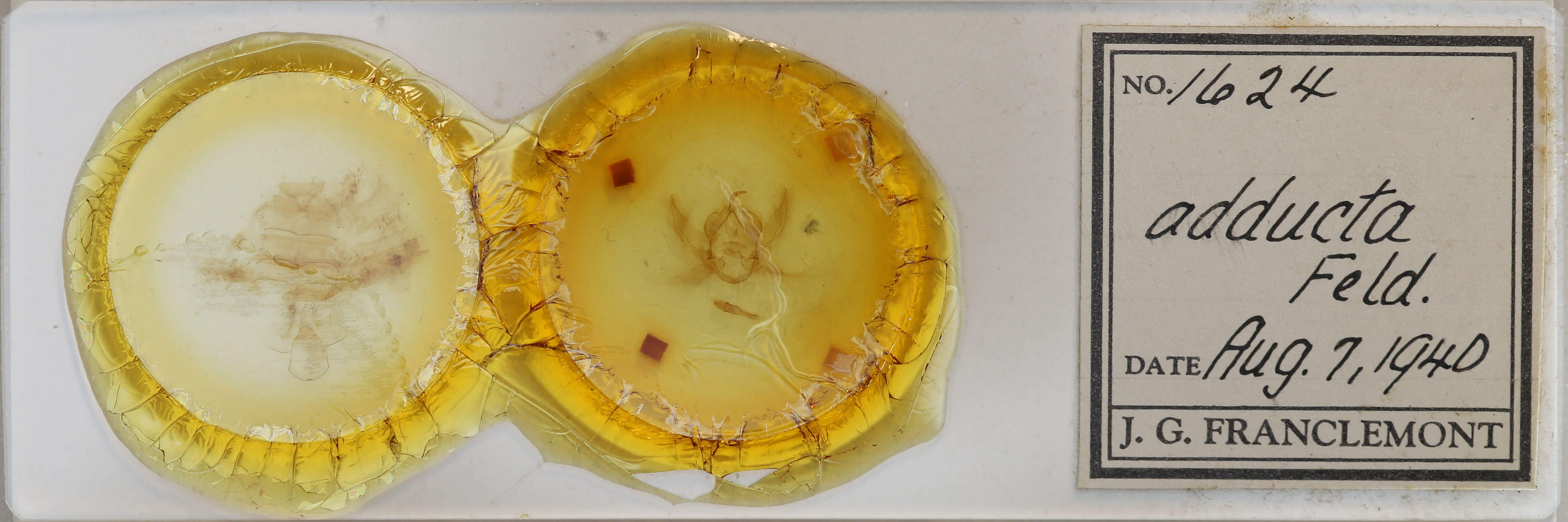 slide view of adult Eumichtis adducta