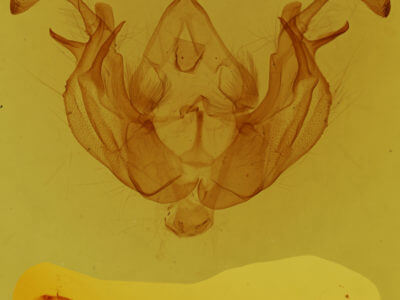 genitalia view of adult Dargida diffusa