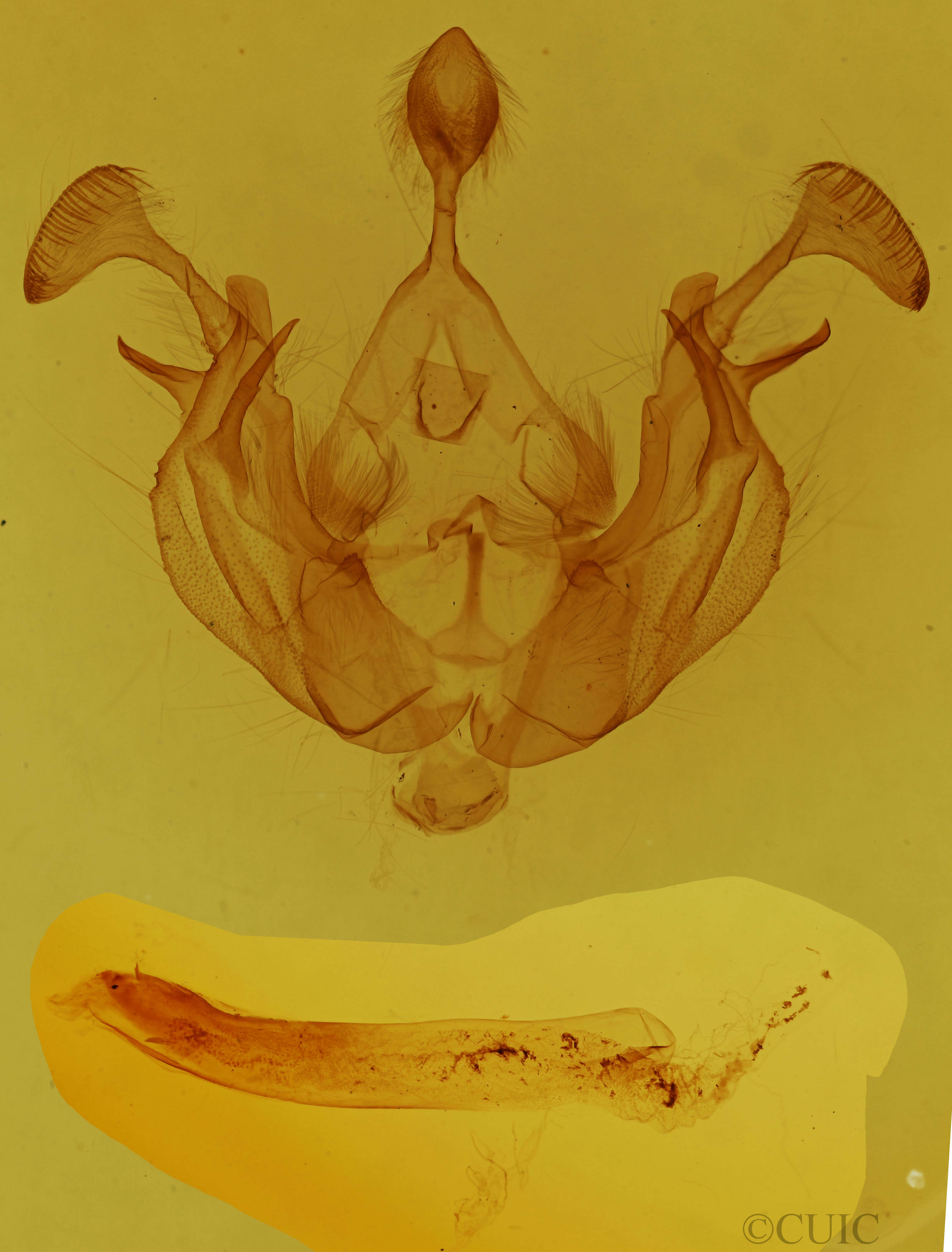 genitalia view of adult Dargida diffusa