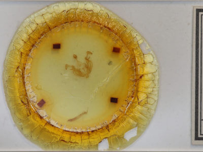 slide view of adult Dargida diffusa