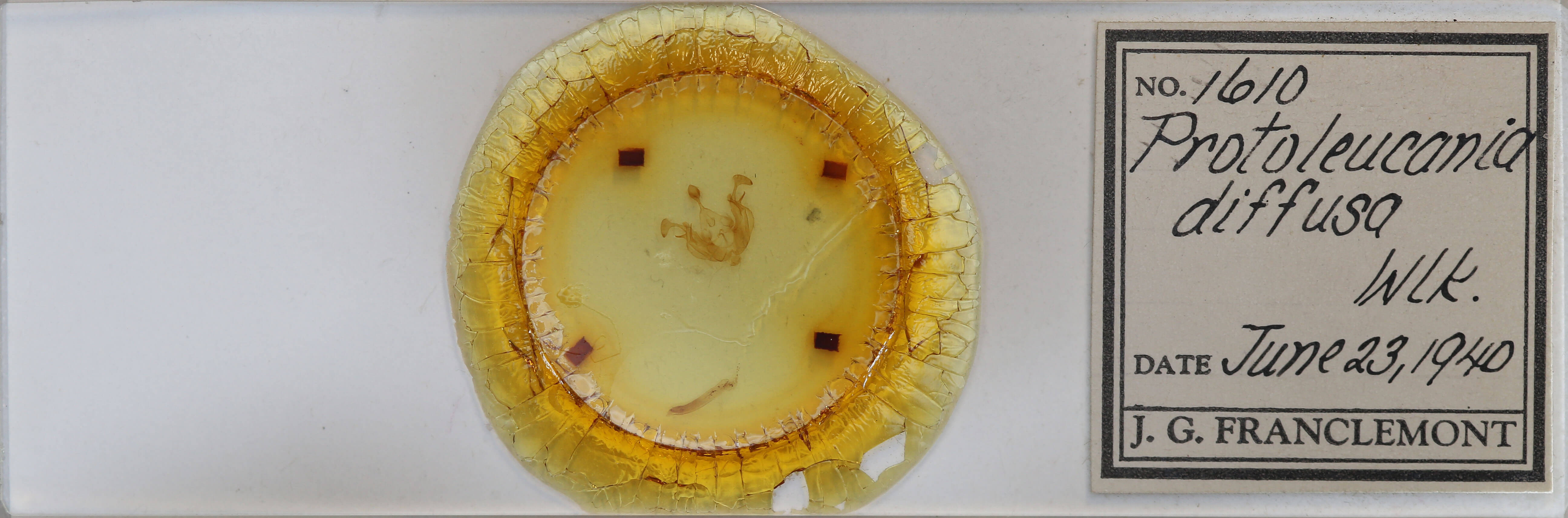 slide view of adult Dargida diffusa