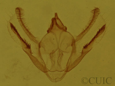 genitalia view of adult Glena cognataria