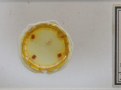 slide view of adult Glena cognataria