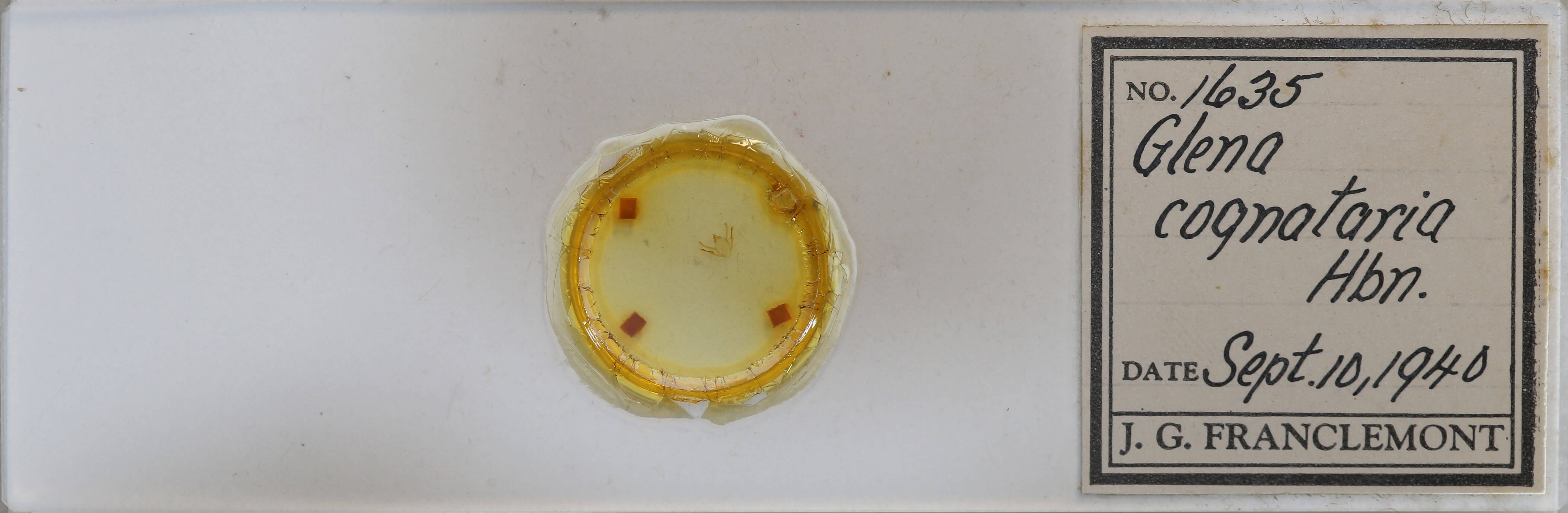 slide view of adult Glena cognataria