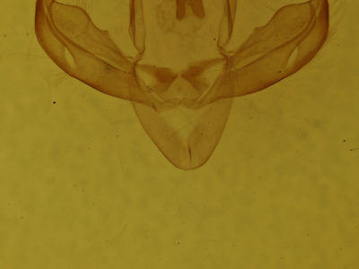 genitalia view of adult Gonodonta nutrix