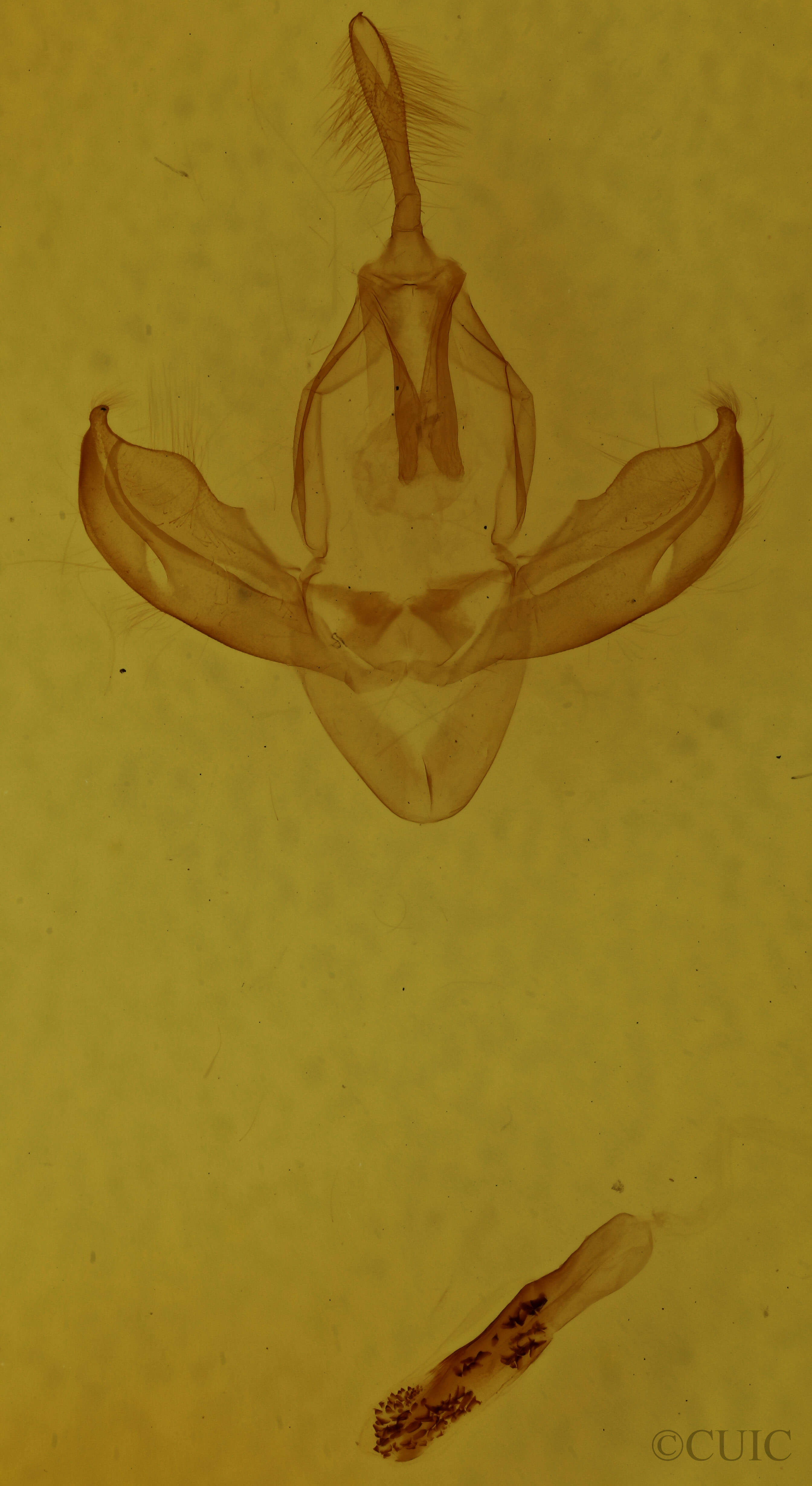 genitalia view of adult Gonodonta nutrix