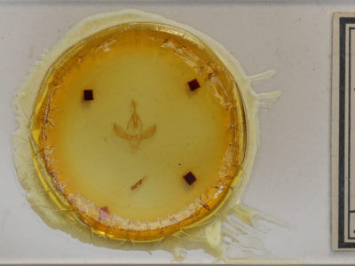 slide view of adult Gonodonta nutrix