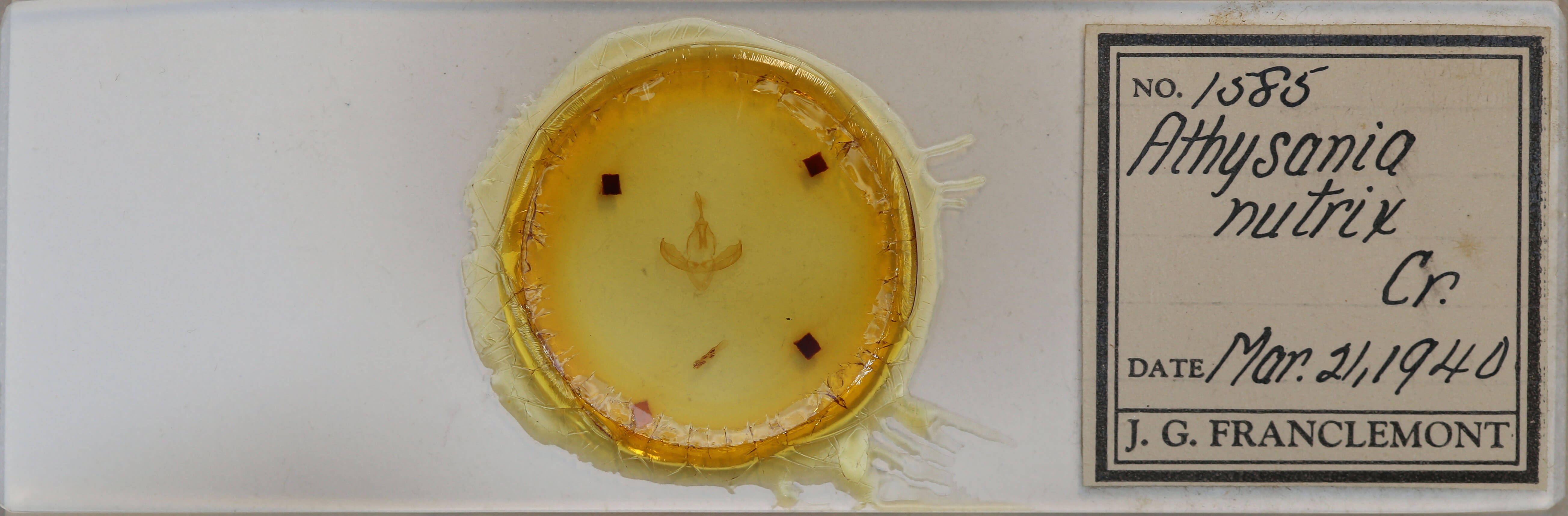 slide view of adult Gonodonta nutrix