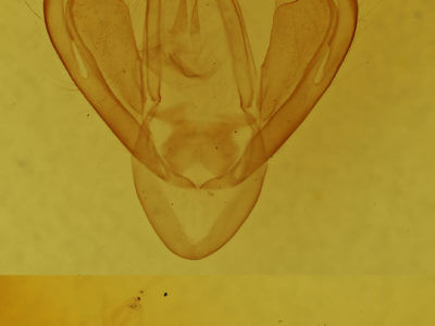 genitalia view of adult Gonodonta pyrgo
