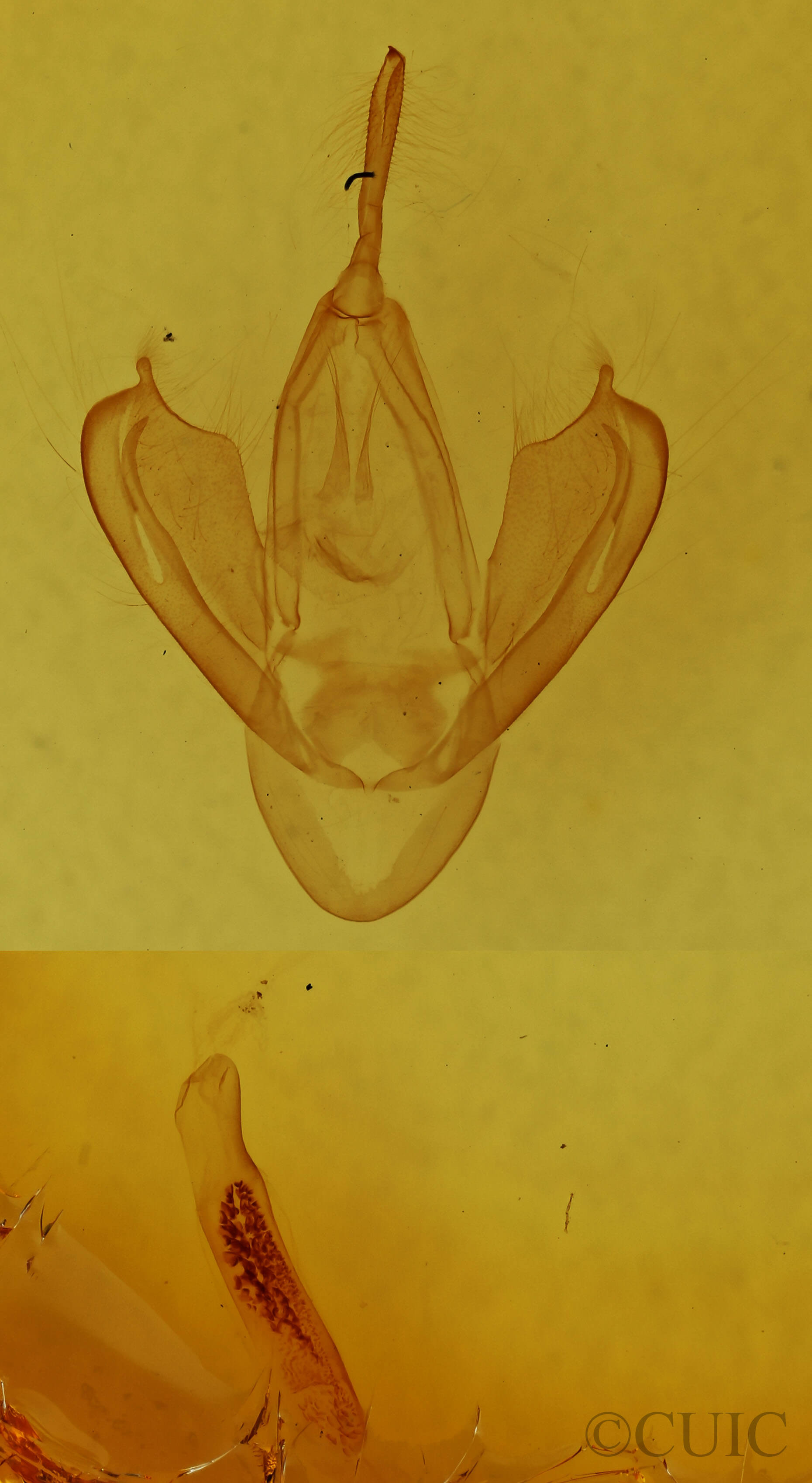 genitalia view of adult Gonodonta pyrgo