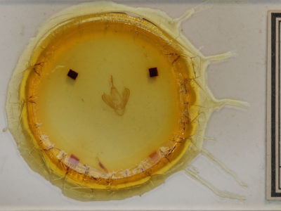 slide view of adult Gonodonta pyrgo