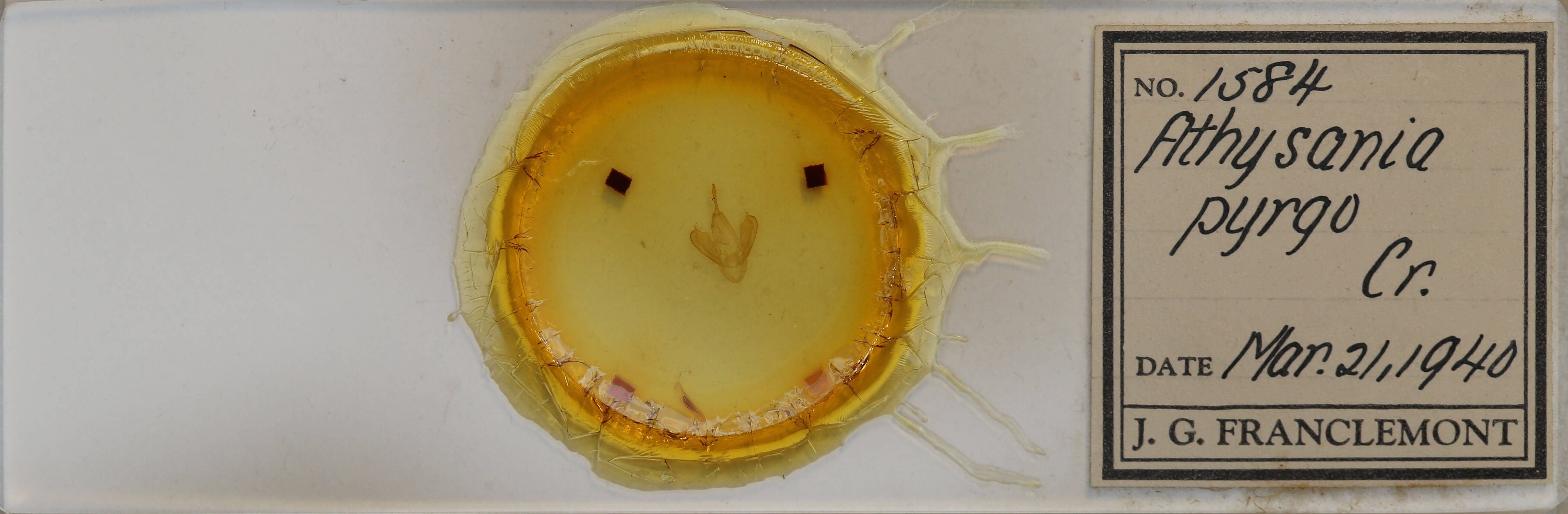 slide view of adult Gonodonta pyrgo