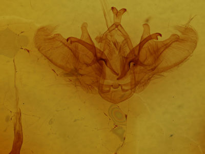 genitalia view of adult Gopha mixtipennis