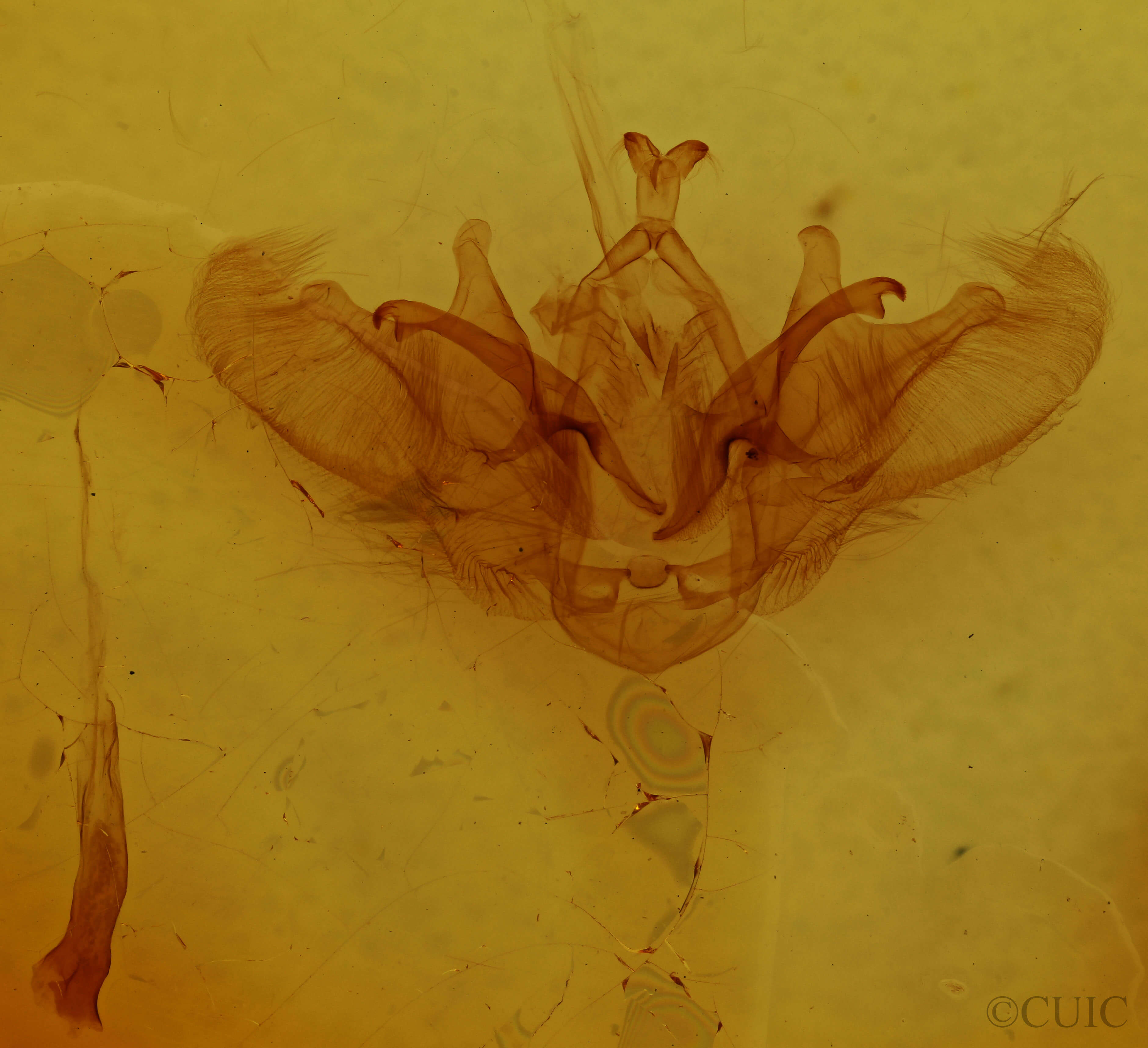 genitalia view of adult Gopha mixtipennis