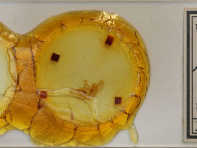 slide view of adult Gopha mixtipennis