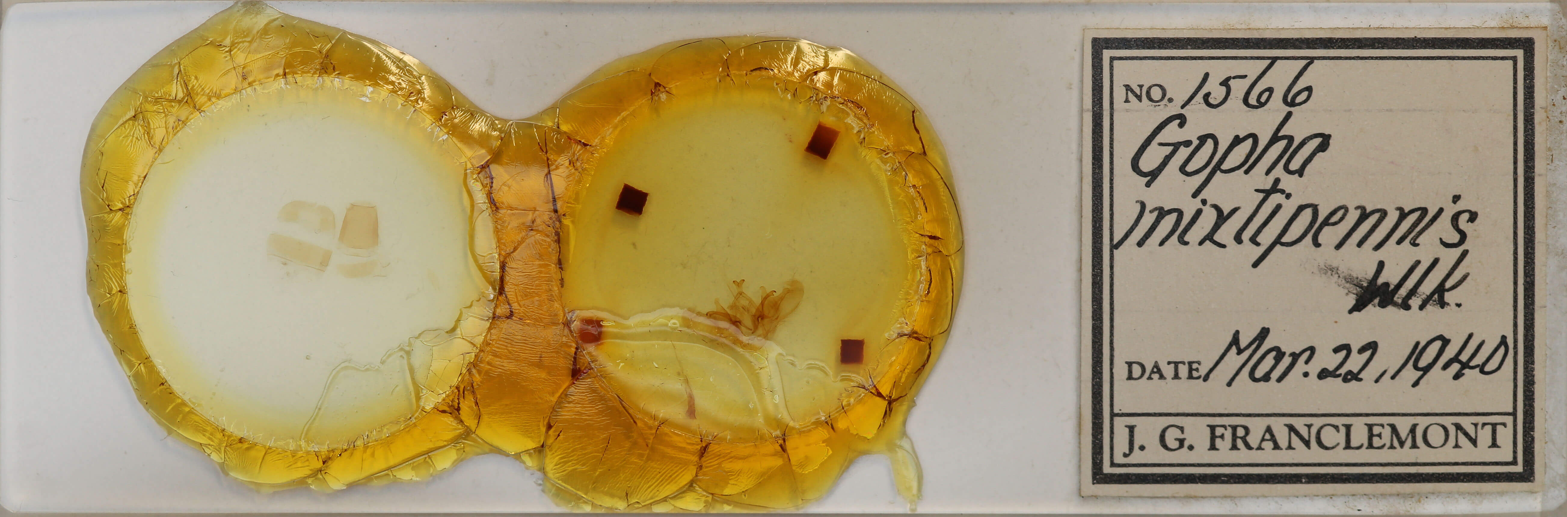 slide view of adult Gopha mixtipennis