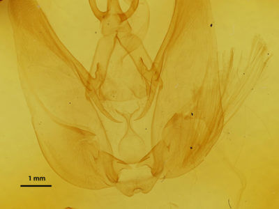 genitalia view of adult Hapigia simplex