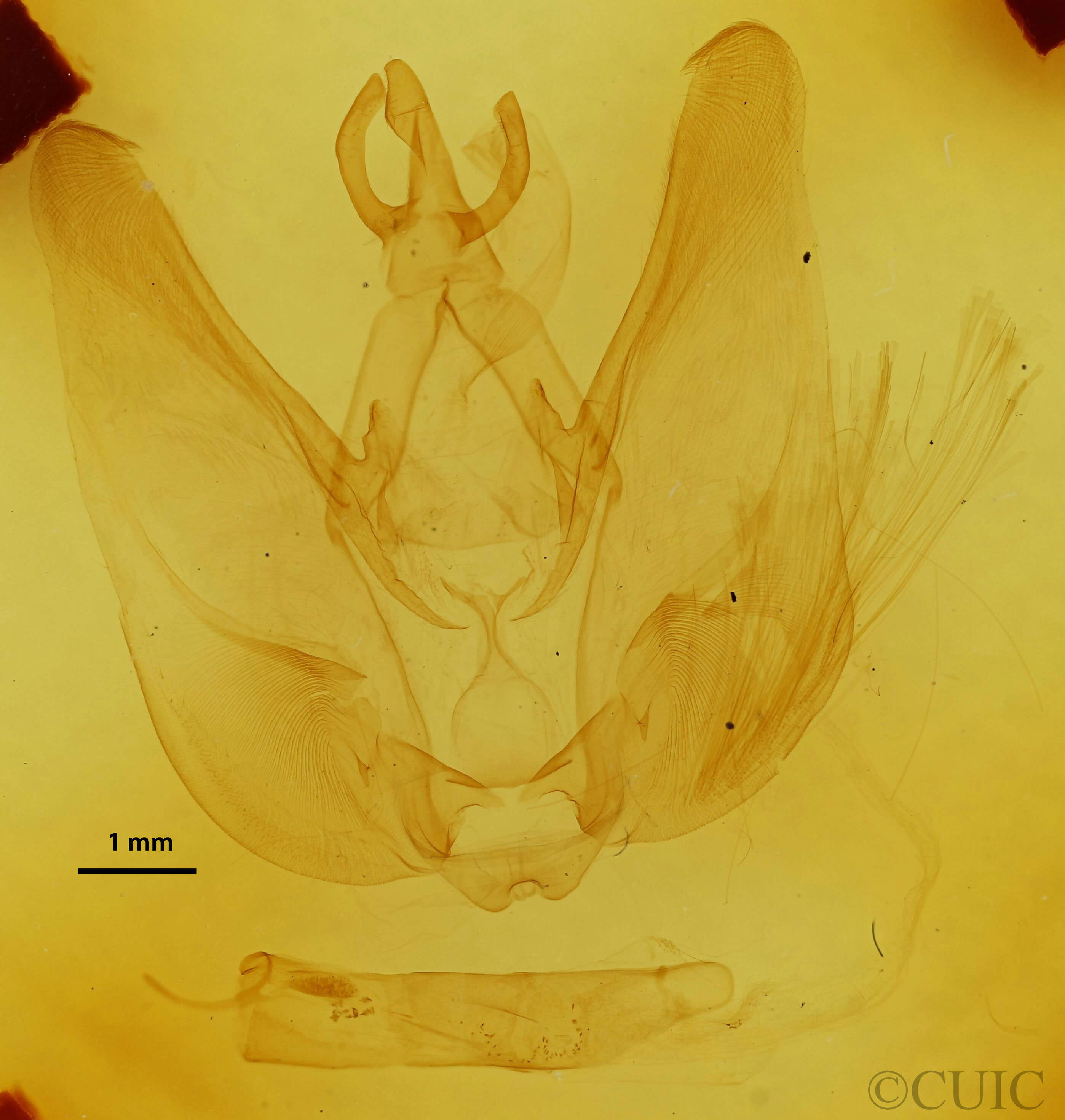 genitalia view of adult Hapigia simplex