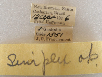 label view of adult Hapigia simplex