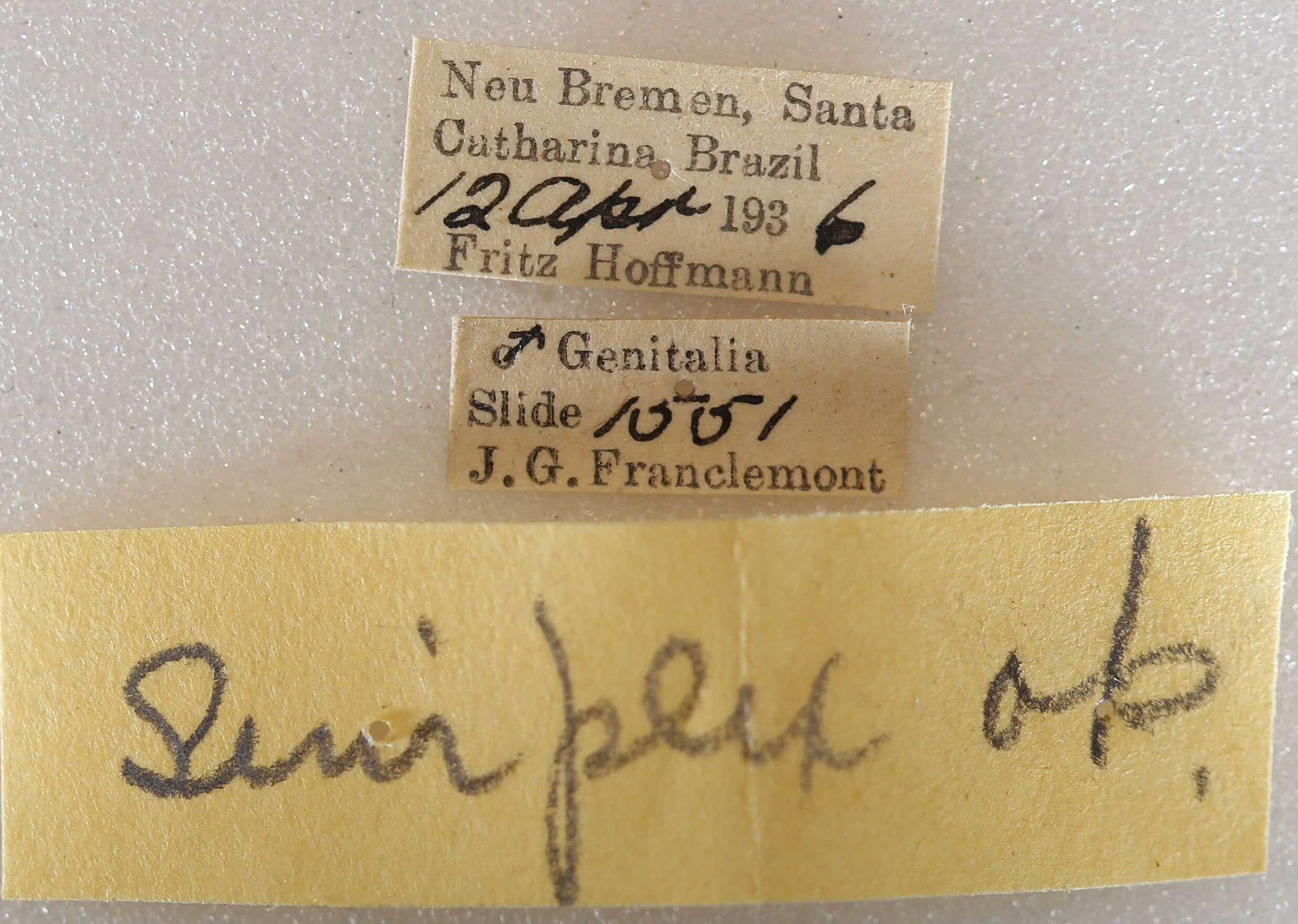 label view of adult Hapigia simplex