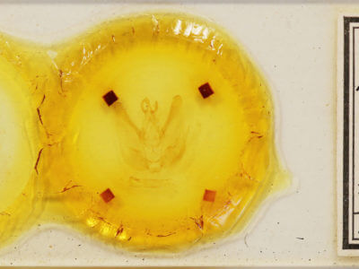 slide view of adult Hapigia simplex