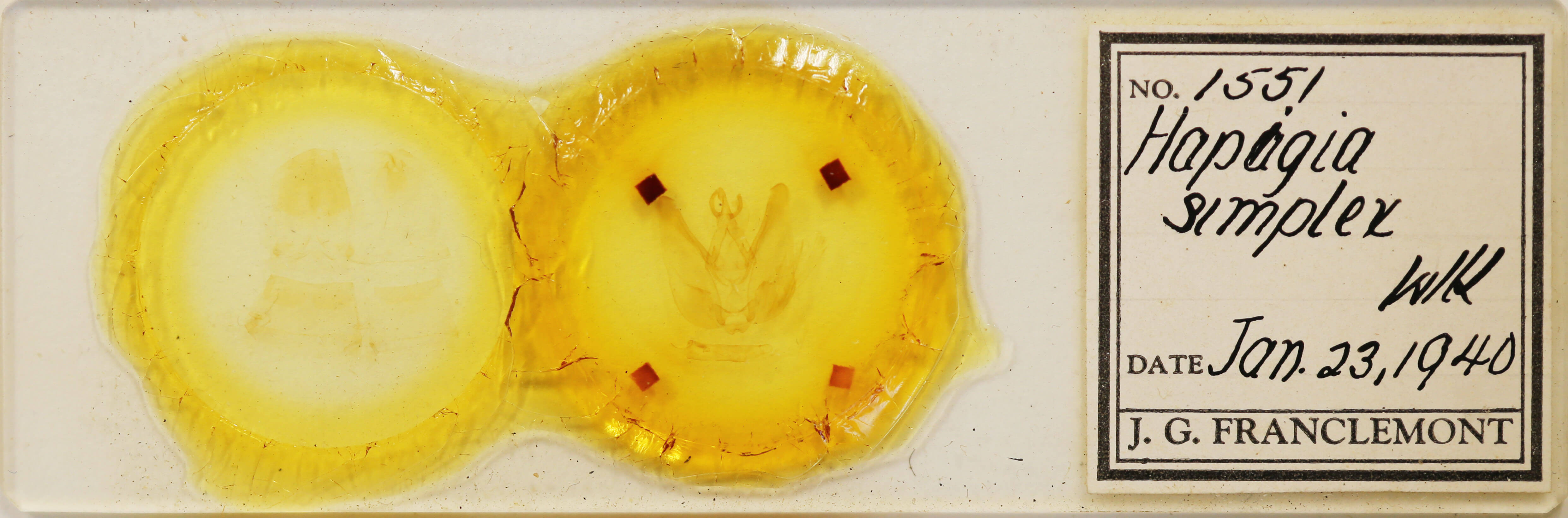 slide view of adult Hapigia simplex