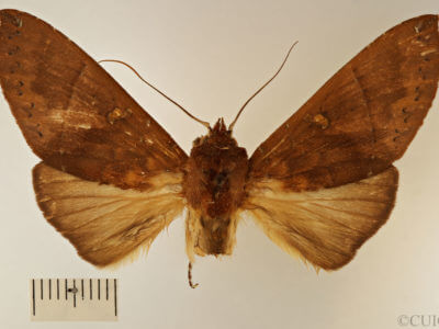 dorsal view of adult Hapigia simplex