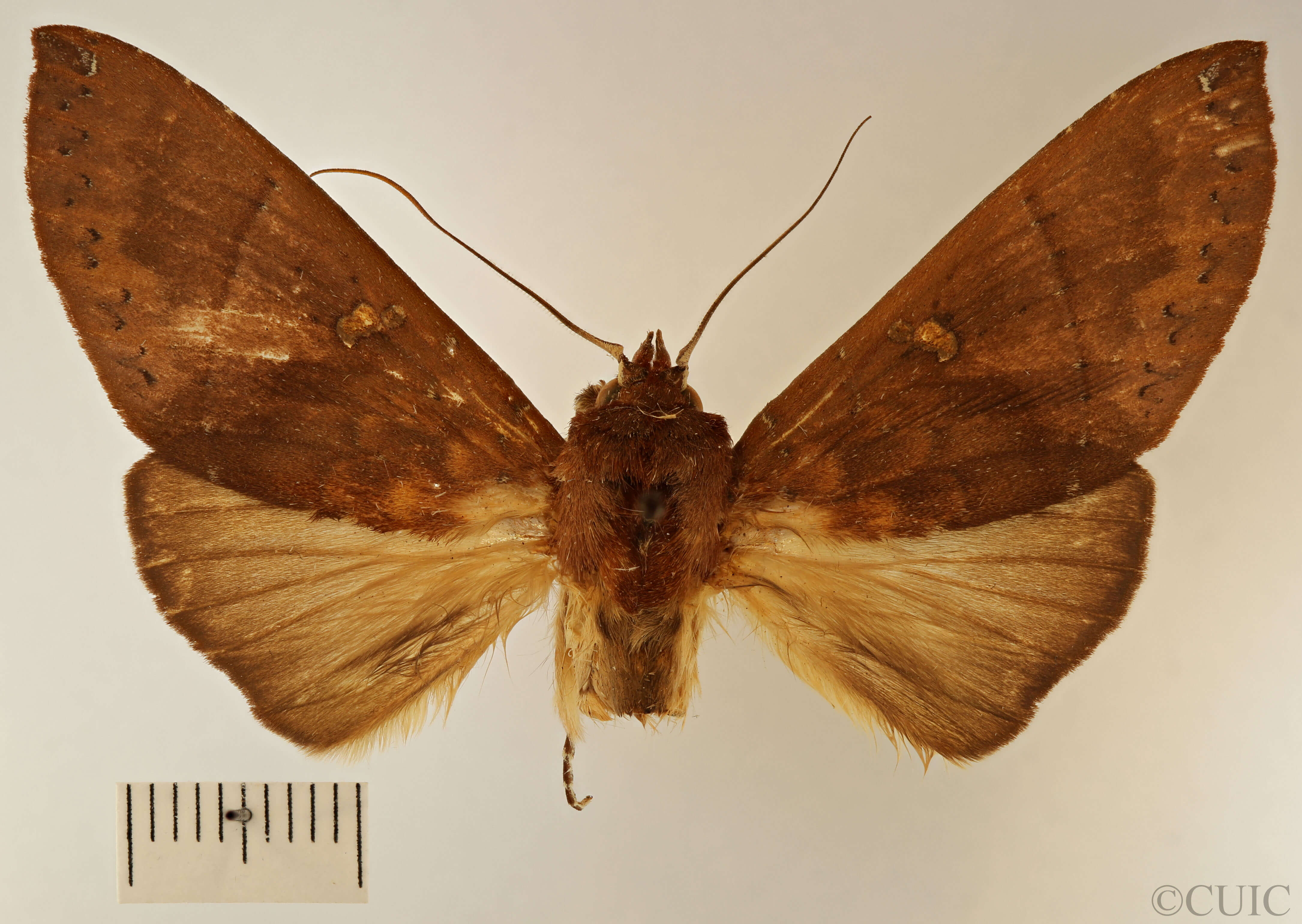 dorsal view of adult Hapigia simplex