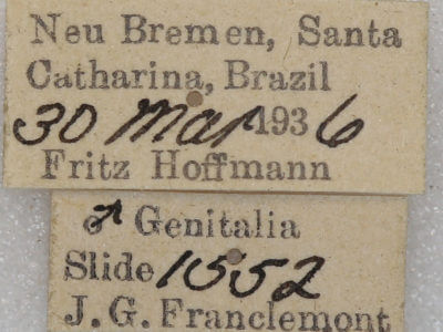 label view of adult Hapigia simplex