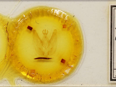 slide view of adult Hapigia simplex