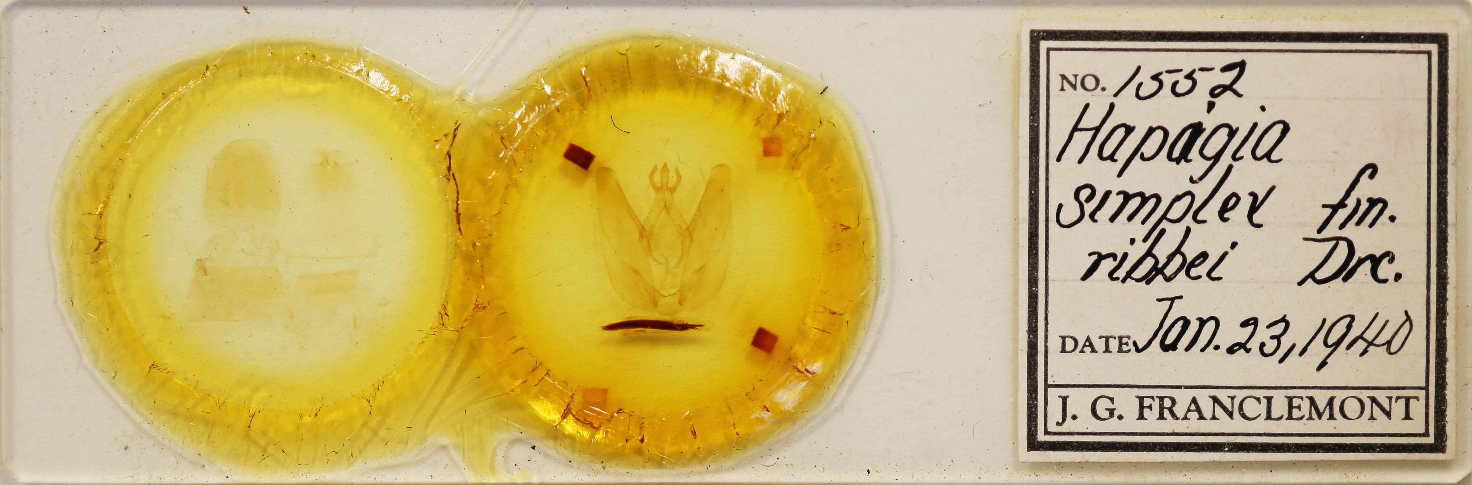 slide view of adult Hapigia simplex