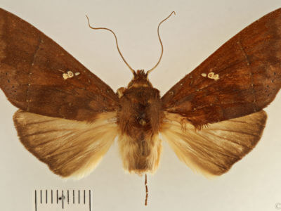 dorsal view of adult Hapigia simplex