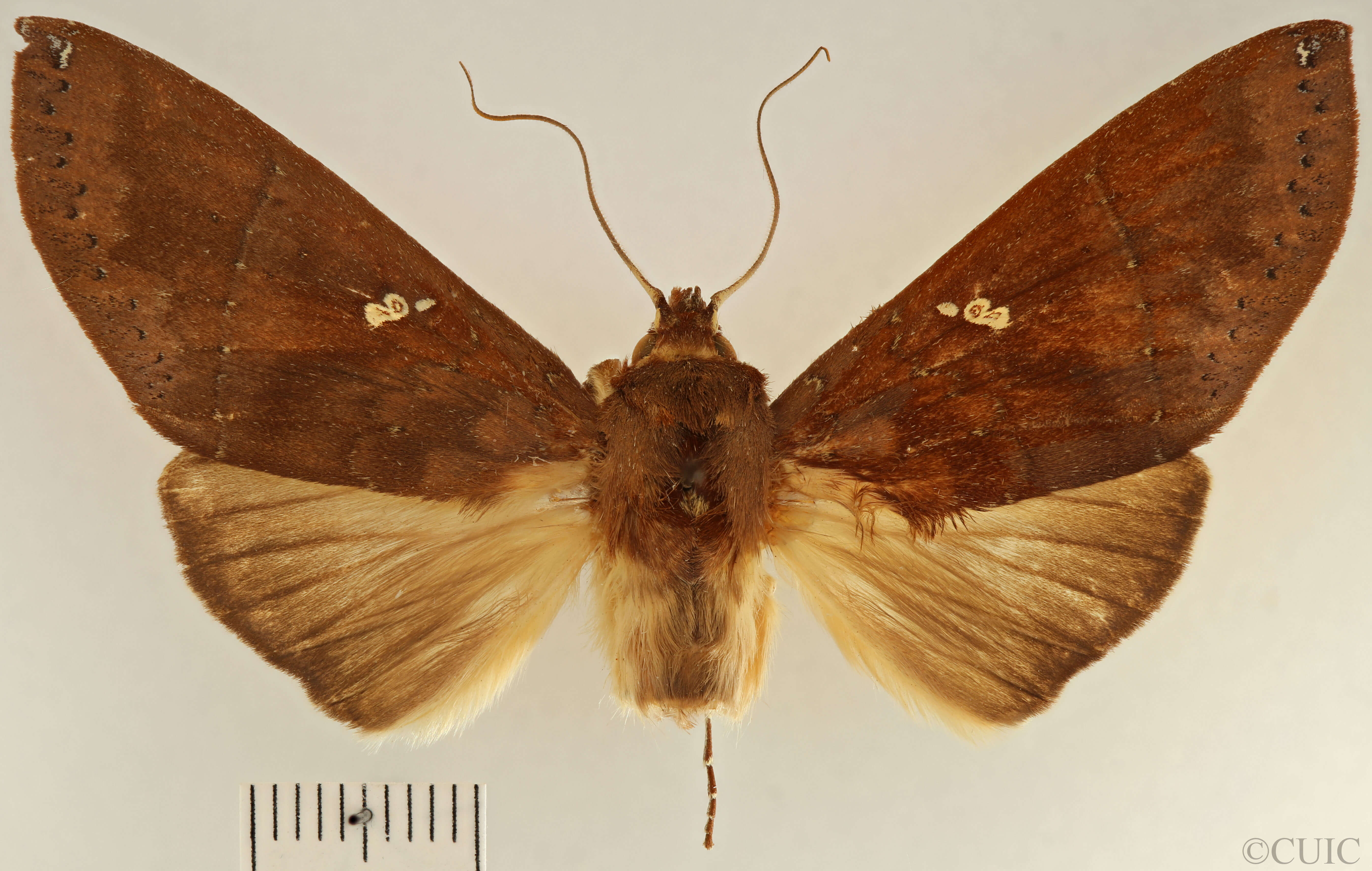 dorsal view of adult Hapigia simplex