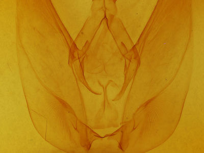 genitalia view of adult Hapigia simplex